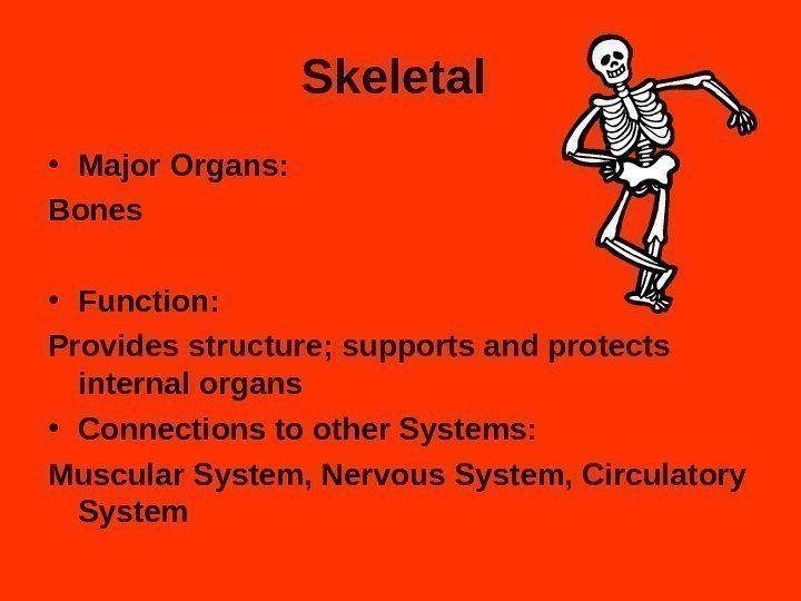 Skeletal  • Major Organs: Bones  • Function:  Provides structure; supports and
