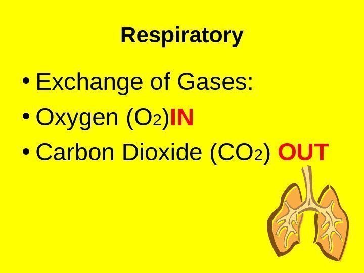 Respiratory • Exchange of Gases:  • Oxygen (O 2 ) IN  •