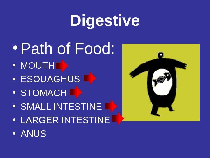 Digestive • Path of Food:  • MOUTH  • ESOUAGHUS  • STOMACH