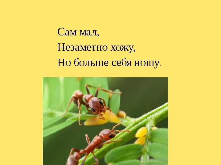 Сам мал, Незаметно хожу, Но больше себя ношу. 