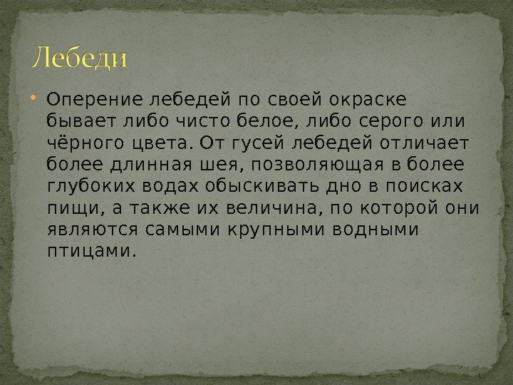 Оперение лебедей по своей окраске бывает либо чисто белое, либо серого или чёрного Оперение лебедей по своей окраске бывает либо чисто белое, либо серого или чёрного