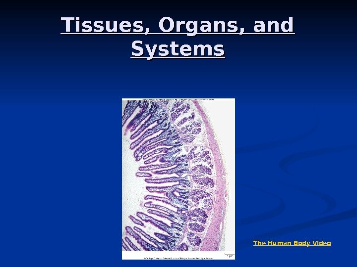 Tissues, Organs, and Systems The Human Body Video 