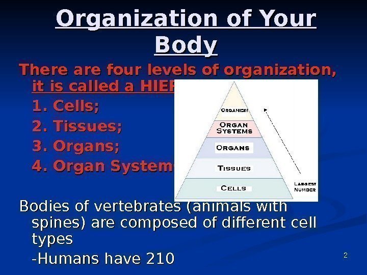 2 Organization of Your Body There are four levels of organization,  it is