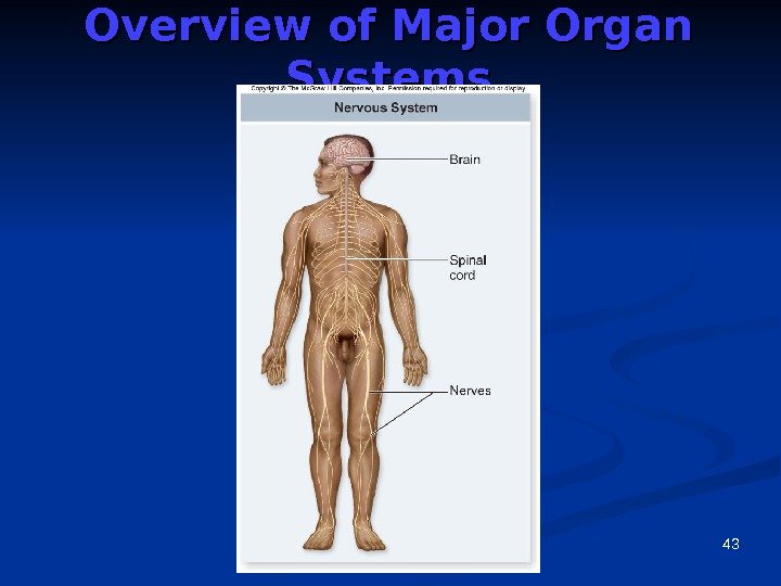 43 Overview of Major Organ Systems 