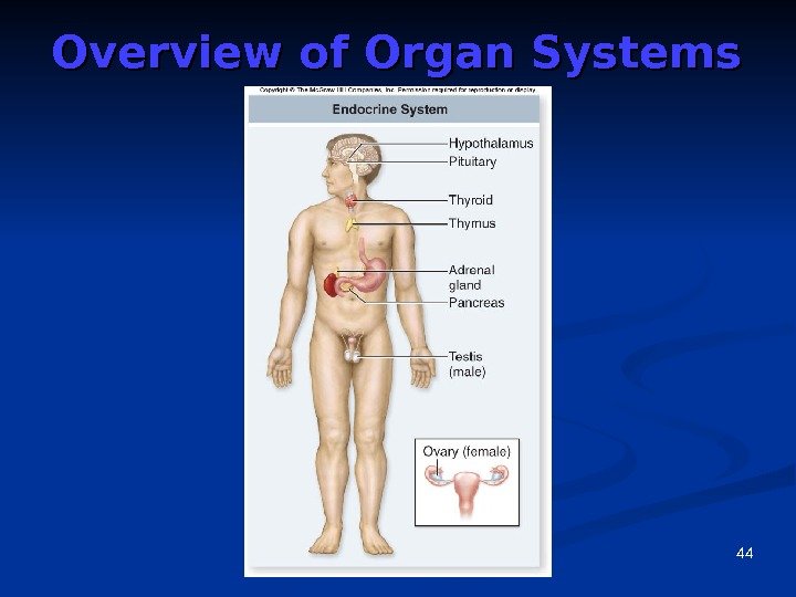 44 Overview of Organ Systems 