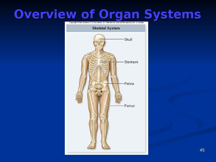 45 Overview of Organ Systems 