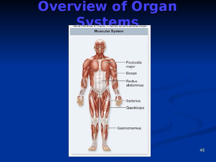 46 Overview of Organ Systems 