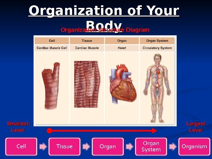 5 Organization of Your Body Organization Structure Diagram Smallest Level Largest Level 