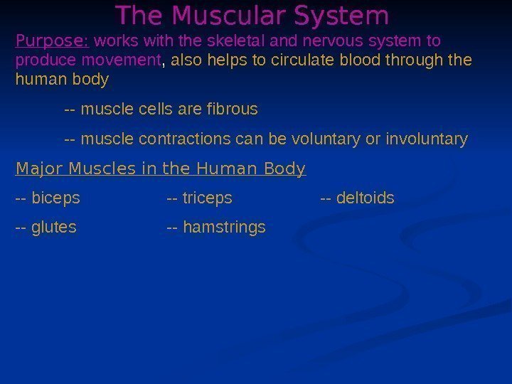 The Muscular System Purpose:  works with the skeletal and nervous system to produce