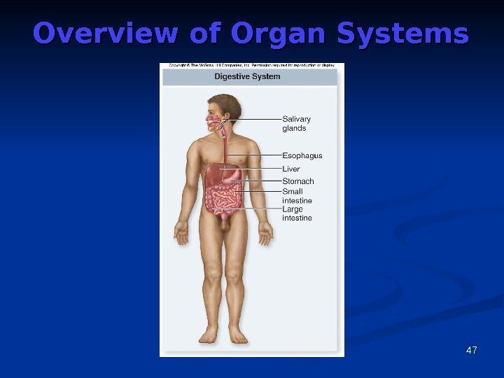 47 Overview of Organ Systems 