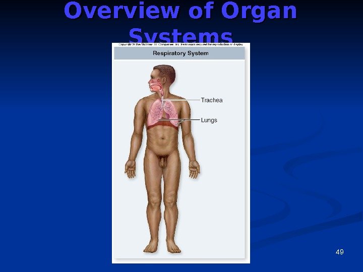 49 Overview of Organ Systems 