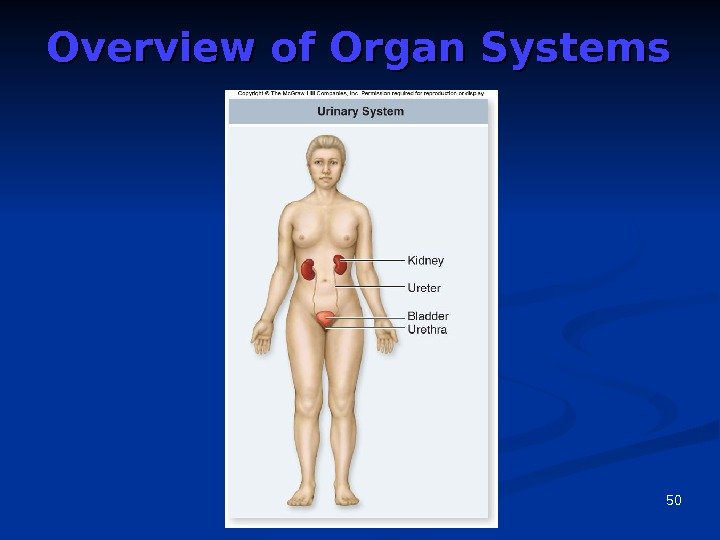 50 Overview of Organ Systems 