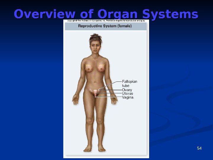 54 Overview of Organ Systems 
