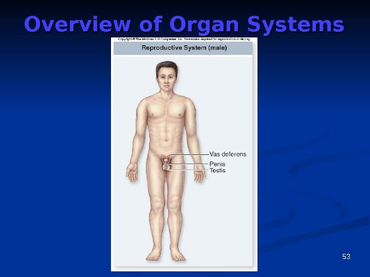 53 Overview of Organ Systems 