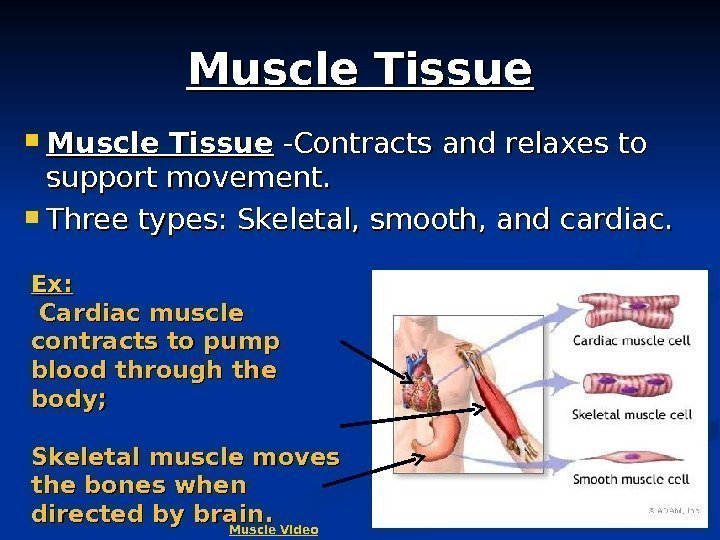 7 Muscle Tissue -Contracts and relaxes to support movement.  Three types: Skeletal, smooth,