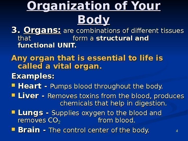4 Organization of Your Body 3. 3.  Organs:  are combinations of different