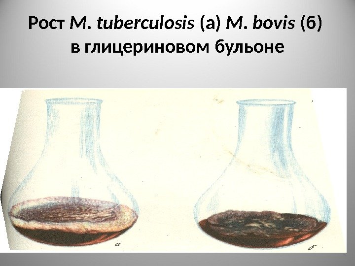 Рост M. tuberculosis (a) M. bovis ( б) в глицериновом бульоне 