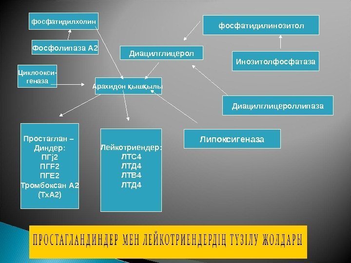 фосфатидилхолин Фосфолипаза А 2 Циклоокси- геназа Арахидон ыш ылы қ қ Диацилглицерол фосфатидилинозитол Инозитолфосфатаза