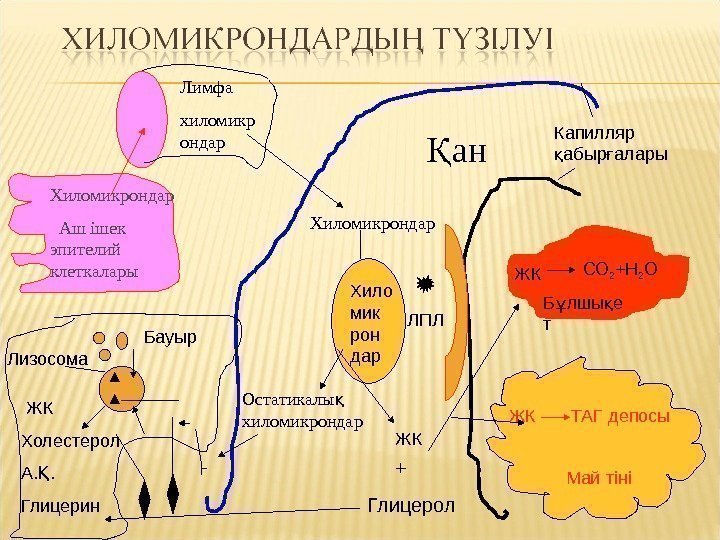 Хиломикрондар  Аш ішек   эпителий клеткалары Лимфа хиломикр ондар  анҚ Хиломикрондар