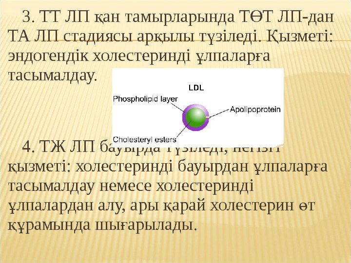 3. ТТ ЛП ан тамырларында Т Т ЛП-дан қ Ө ТА ЛП стадиясы ар