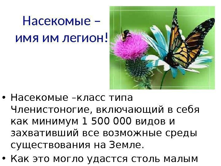 Насекомые – имя им легион! • Насекомые –класс типа Членистоногие, включающий в себя как