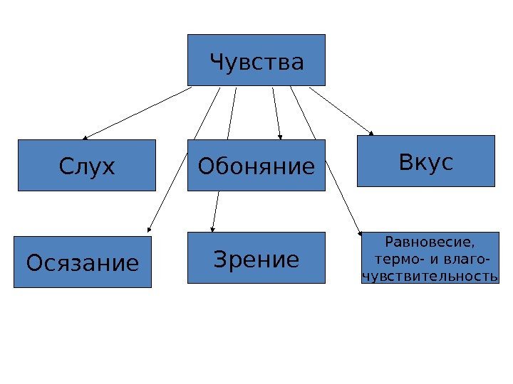 Чувства Зрение Осязание Равновесие,  термо- и влаго- чувствительность. Обоняние Вкус Слух 