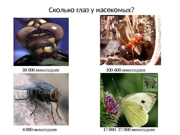 Сколько глаз у насекомых? 28 000 омматидиев 100 -600 омматидиев 4 000 омматидиев 17
