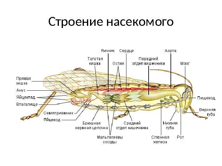 Строение насекомого 