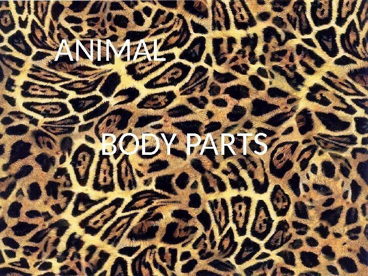 ANIMAL BODY PARTS 