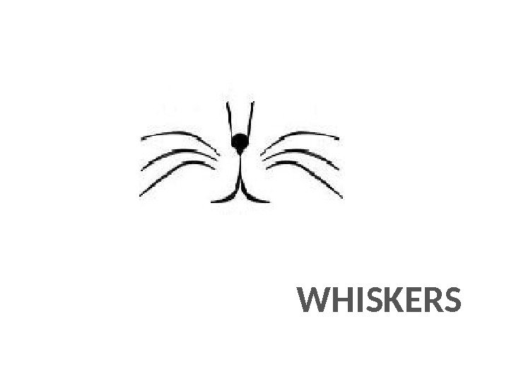 WHISKERS 