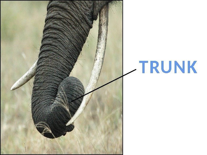 TRUNK 