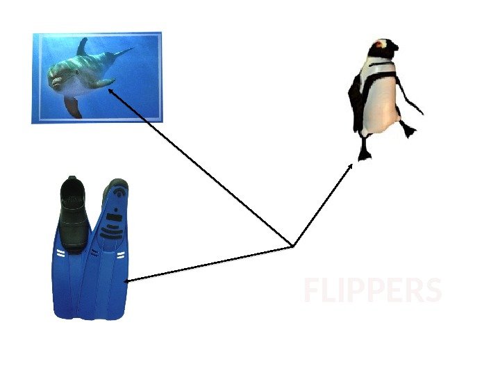 FLIPPERS  
