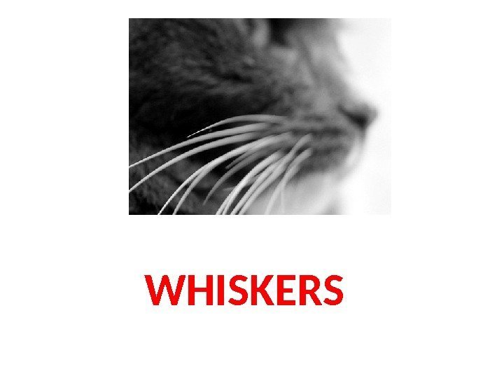WHISKERS 