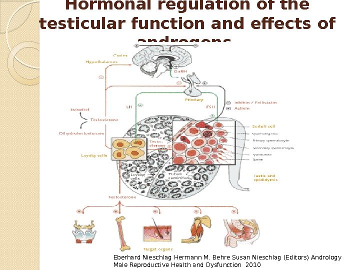 Hormonal regulation of the testicular function and effects of androgens. Eberhard Nieschlag Hermann M.