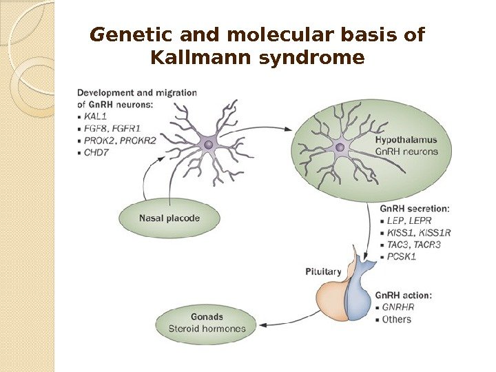 G enetic and molecular basis of Kallmann syndrome  