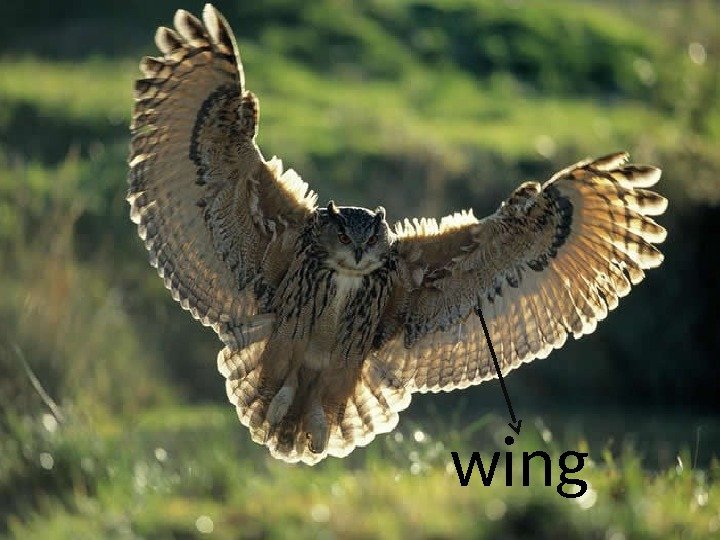 wing 