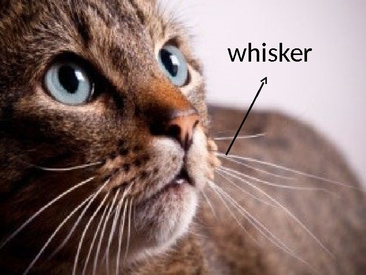 whisker 