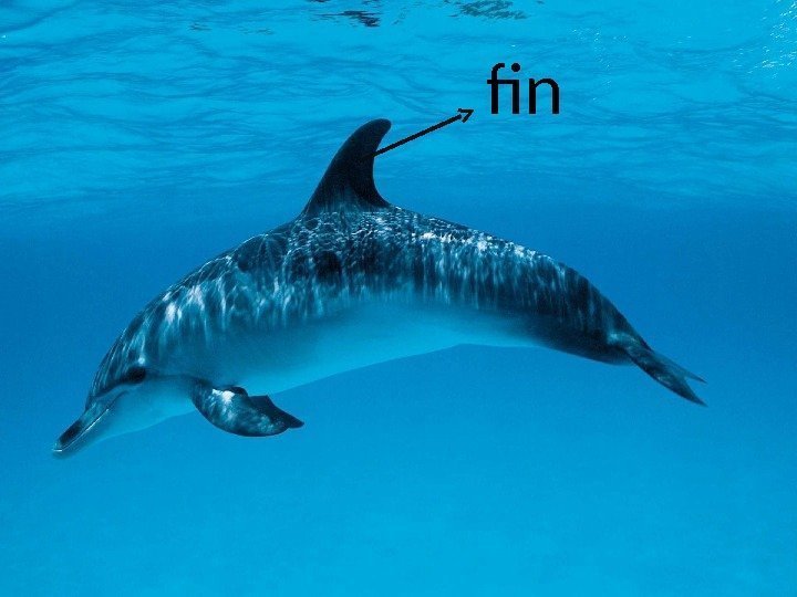 fin 