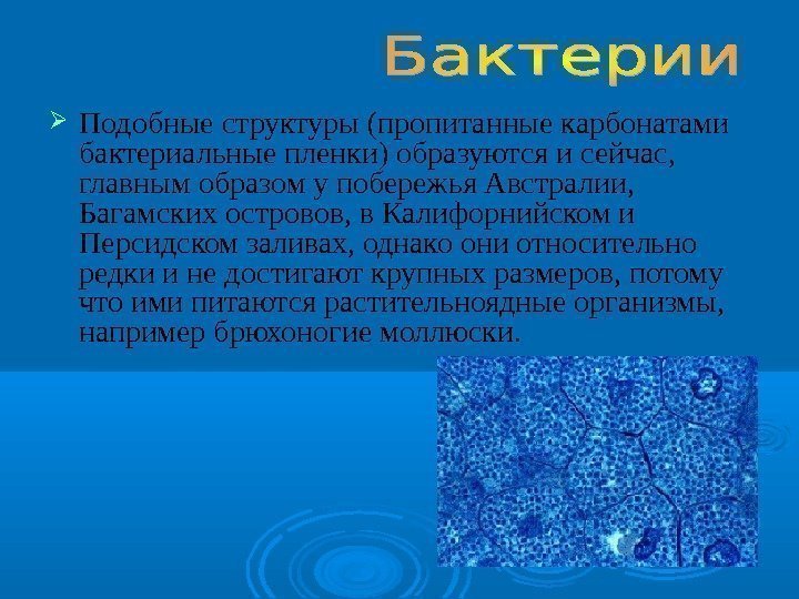  Подобные структуры (пропитанные карбонатами бактериальные пленки) образуются и сейчас,  главным образом у