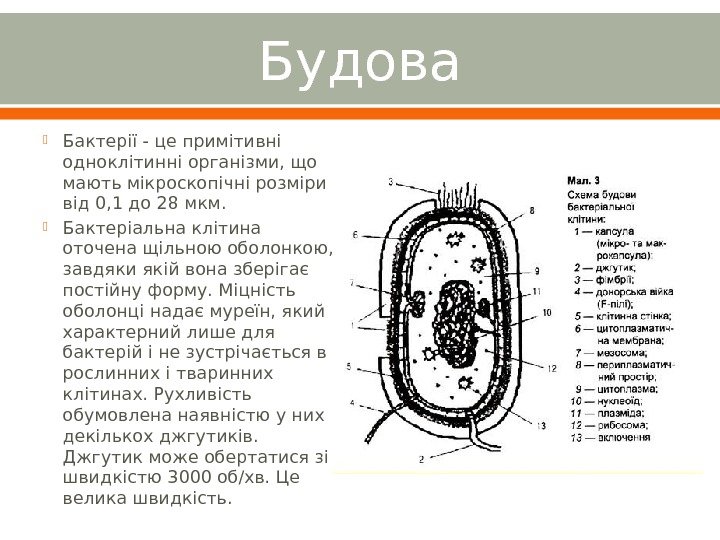 Будова Бактерії - це примітивні одноклітинні організми, що мають мікроскопічні розміри від 0, 1