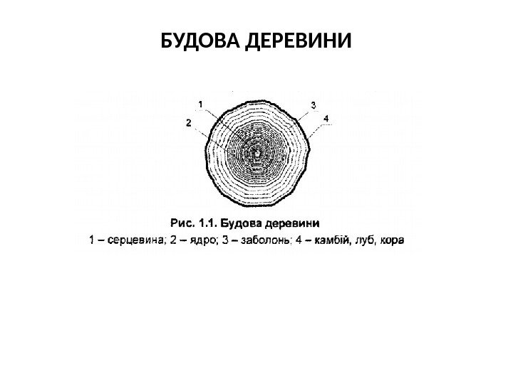 БУДОВА ДЕРЕВИНИ 