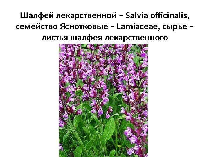 Шалфей лекарственной – Salvia officinalis ,  семейство Яснотковые – Lamiaceae , сырье –