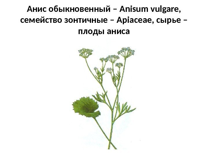Анис обыкновенный – Anisum vulgare ,  семейство зонтичные – Apiaceae , сырье –