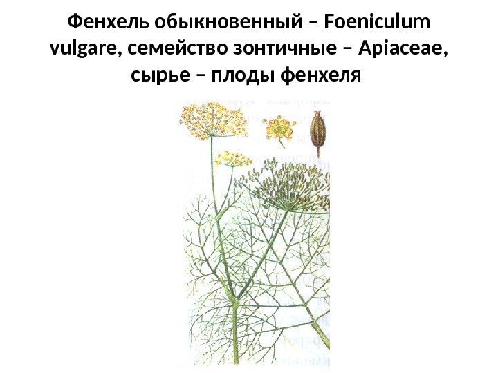 Фенхель обыкновенный – Foeniculum vulgare , семейство зонтичные – Apiaceae ,  сырье –