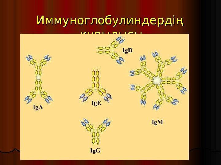 Иммуноглобулиндердің құрылысы 