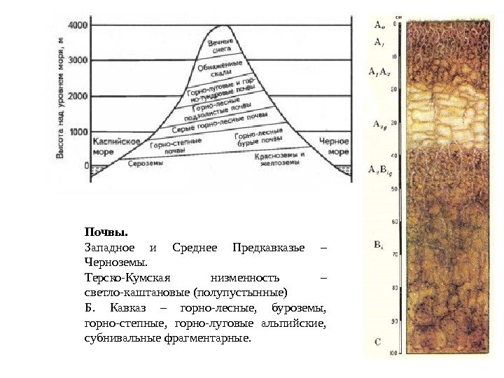 Почвы. Западное и Среднее Предкавказье – Черноземы. Терско-Кумская низменность – светло-каштановые (полупустынные) Б. 