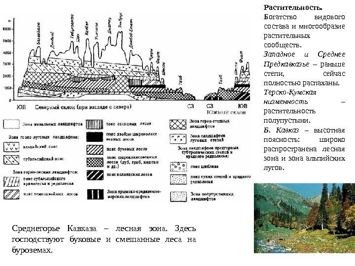 Растительность. Богатство видового состава и многообразие растительных сообществ. Западное и Среднее Предкавказье – раньше