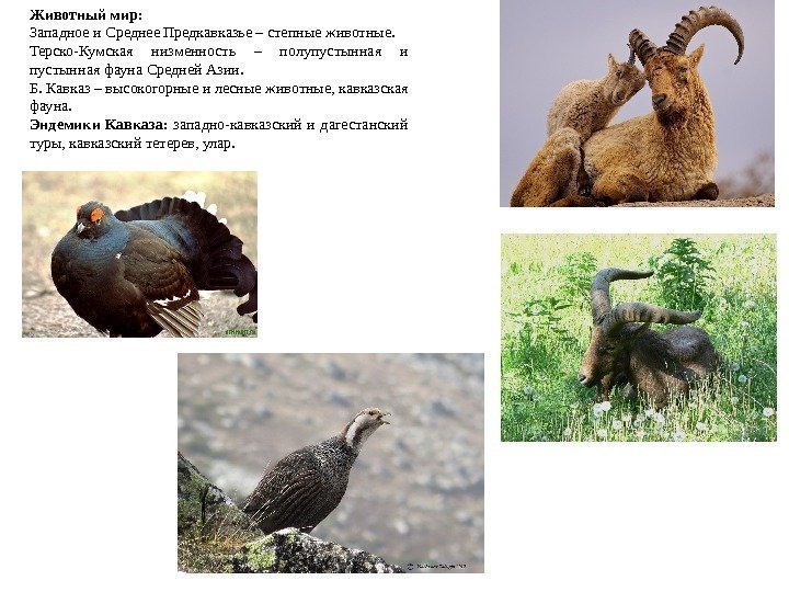 Животный мир: Западное и Среднее Предкавказье – степные животные. Терско-Кумская низменность – полупустынная и