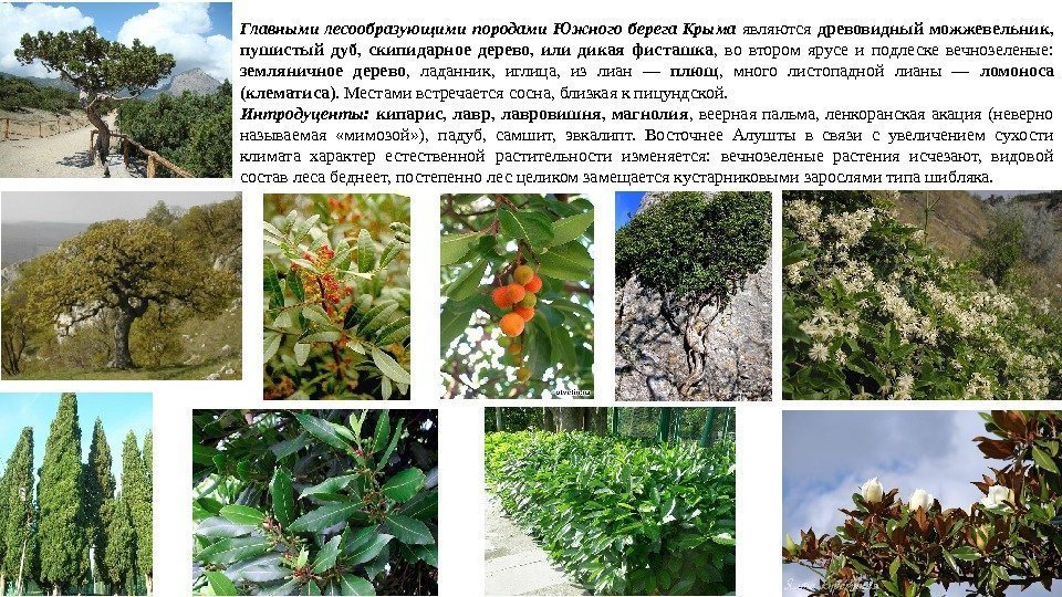 Главными лесообразующими породами Южного берега Крыма являются древовидный можжевельник,  пушистый дуб,  скипидарное