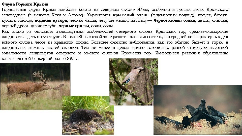 Фауна Горного Крыма Горнолесная фауна Крыма наиболее богата на северном склоне Яйлы,  особенно